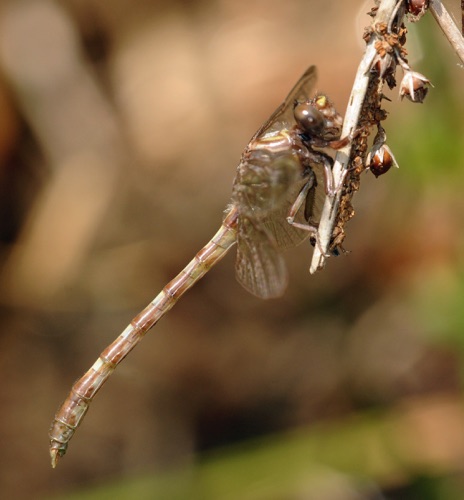 Female, teneral
2011_05_28_Rabun
